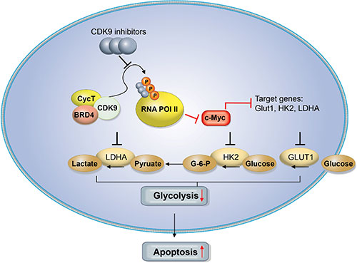 CLL